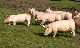 enfermedades en produccion de cerdos al aire libre, el sitio porcino, chris wright, editor