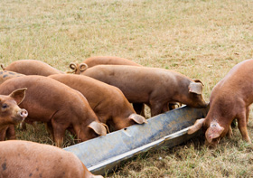 produccion de cerdos al aire libre, el sitio porcino, chris wright
