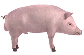 castracion de cerdos,Miguel Angel Higuera, angrogapo