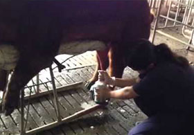  semen porcino, entrenando verraco, el sitio porcino, chris wright