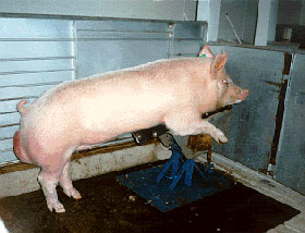 semen porcino, verraco, inseminacion artificial cerdos, el sitio porcino