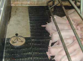 ,lechones,-nutricion-porcina