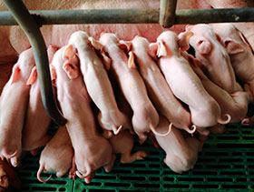 PED, PEDV,diarrea epidemica porcina, el sitio porcino, chris wright