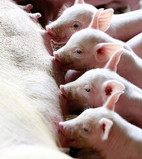  Manejo de la lactancia en cerdas, el sitio porcino, chris wright,