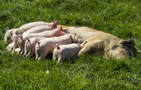  el pardo de cerdas de pastoreo