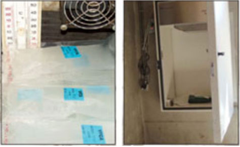 manejo del semen porcino, el sitio porcino, chris wright