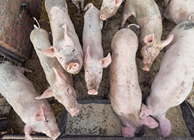  brucelosis y Aujeszky en cerdos, el sitio porcino,chris wright