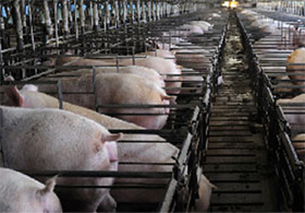 nutricion porcina, cerdos,el sitio porcino,chris wright