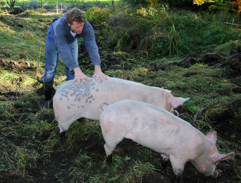 cria de cerdos al aire libre
