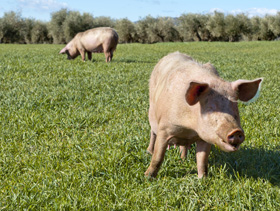cria de cerdos al aire libre, chris wright, editor
