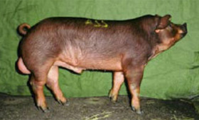 manejo de cerdos, reproduccion porcina, verracos, marranas, cerdas, el sitio porcino, chris wright