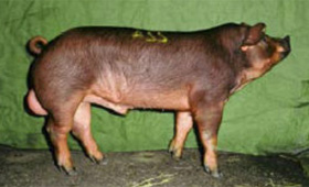 manejo de cerdos, reproduccion porcina, verracos, marranas, cerdas, el sitio porcino, chris wright