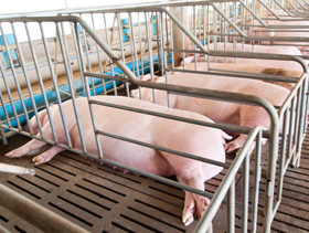 alojamiento de cerdas en gestacion, el sitio porcino, chris wright editor