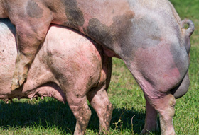  reproduccion porcina, verracos, cerdos, el sitio  porcino, chris wright, editor