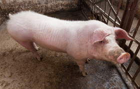 corral del verraco, cerdos, el sitio porcino, chris wright, editor