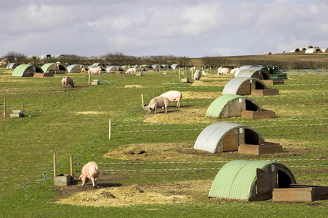 cria porcina al aire libre, el sitio porcino, chris wright, editor,