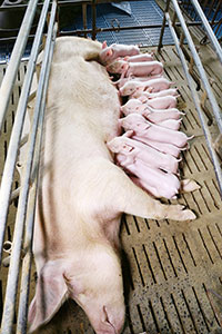 Factores que afectan a la longevidad de la cerda , el sitio porcino, chris wright