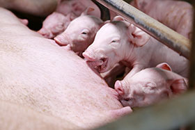 nutricion porcina, nutricion para cerdas, el sitio porcino, chris wright