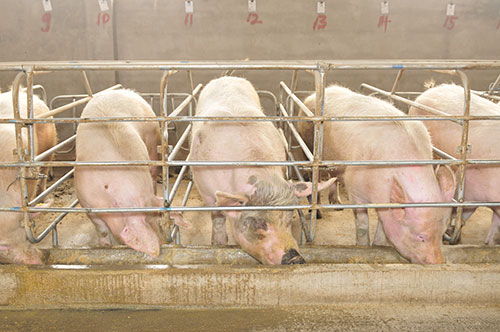 nutricion para cerdos-el sitio porcino