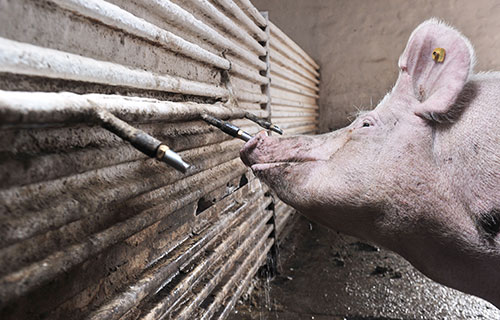 cria de cerdos-el sitio porcino