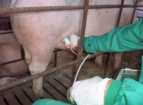 Reinaldo Cubillos, cerdas, corrales de gestación