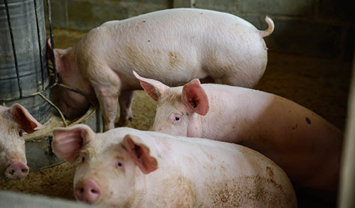 manejo de olores, cerdos, purines
