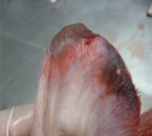 Lesiones-necroticas-en-punta-de-pabellones-auriculares-en-cerdos