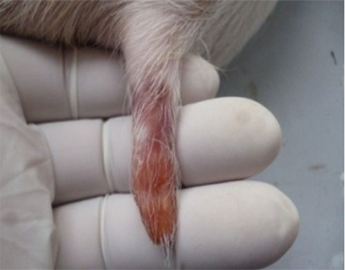 Lesion necrotica en cola de cerdo - el sitio porcino