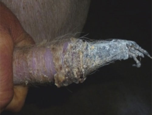 Lesion necrotica en cola de cerdo debido al ergotismo