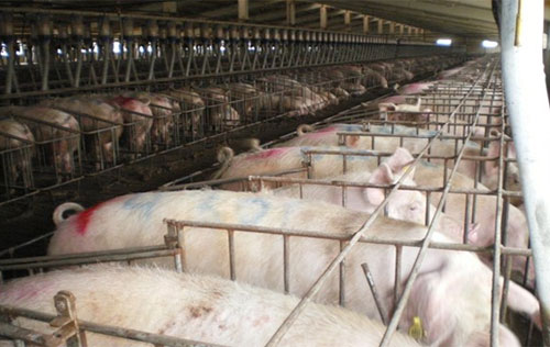 Reinaldo Cubillos, cerdas, corrales de gestación