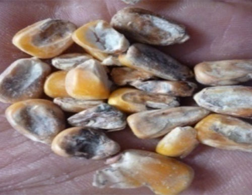 Contaminación con micotoxinas en alimentos balaceados para cerdos