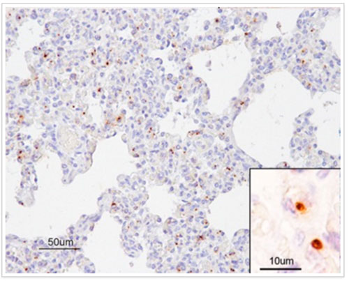 IMAGE NAME/DESCRIPTION cerdos, Haemophilus parasuis- el sitio porcino