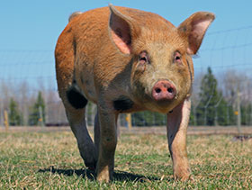  Manejo de primerizas - el sitio porcino - chris wright