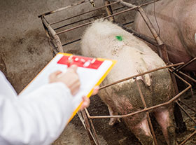 diarrea en granja-el sitio porcino-chris wright