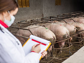 brote de diarrea en granja-el sitio porcino- chris wright