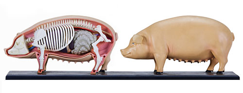 nuticion porcina, el sitio porcino