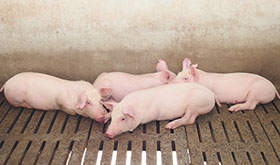 el sector porcino en espana, el sitio porcino