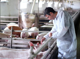 salud porcina, el sitio porcino, 1