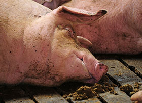 Diarrea en cerdos, el sitio porcino, chris wright editor,