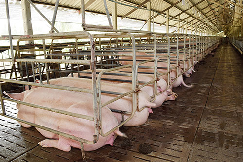 control de cerdas reproductoras