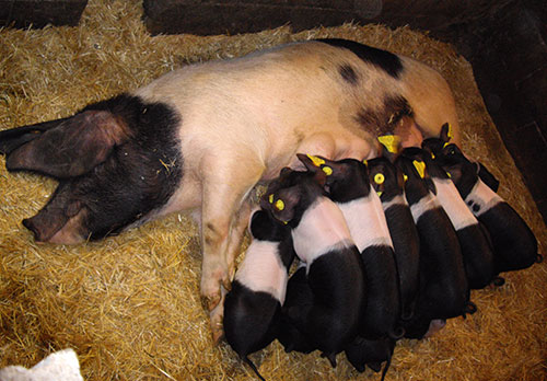 La-raza-porcina-Celta