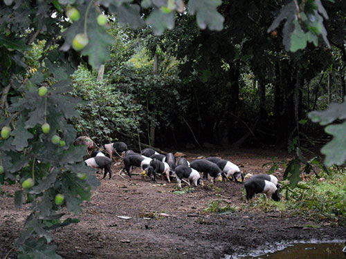 -La-raza-porcina-Celta