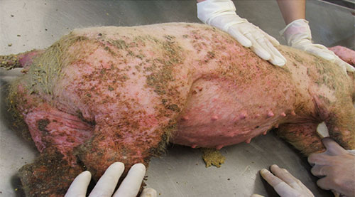 IMAGE NAME/DESCRIPTION Paraqueratosis en cerdos- el sitio porcino