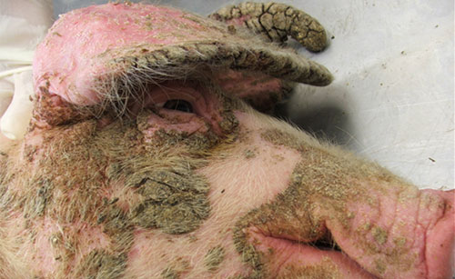 IMAGE NAME/DESCRIPTION