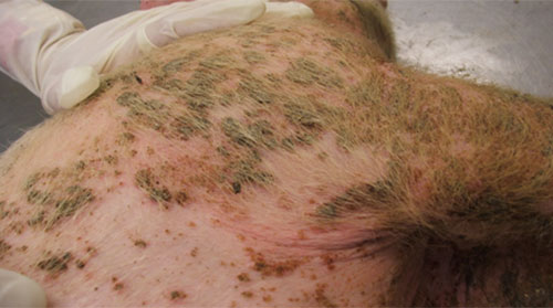 IMAGE NAME/DESCRIPTION Paraqueratosis-en-cerdo
