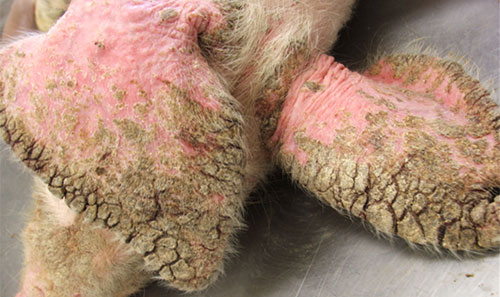 IMAGE NAME/DESCRIPTION