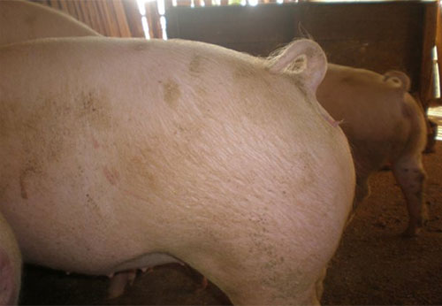 IMAGE NAME/DESCRIPTION -Paraqueratosis-en-cerdos