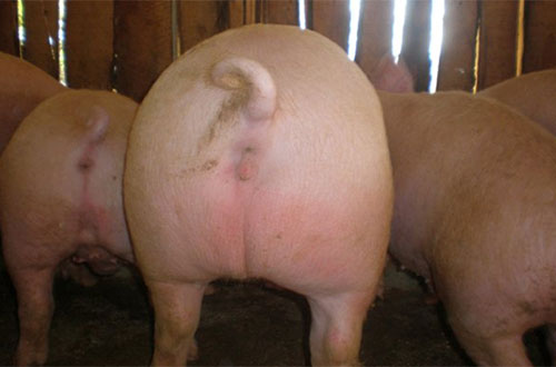 Paraqueratosis-en-cerdos--el-sitio-porcino