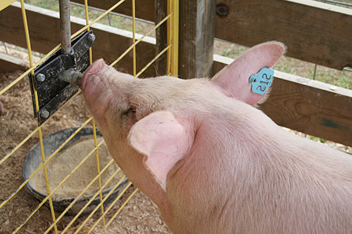  Salud del cerdo durante exhibiciones y ventas
