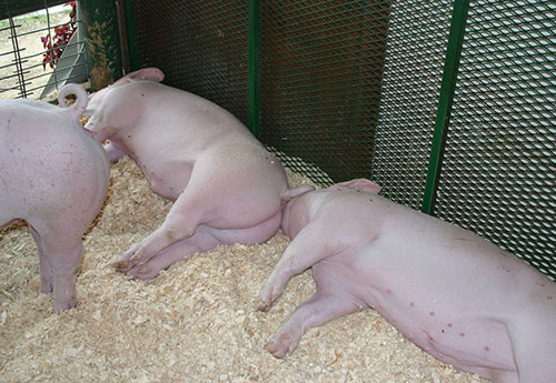 riesgo de contraer enfermedades durante exhibicion para cerdos